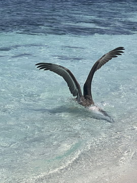 Loviaci pelikán