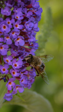 Včela s kúskami peľu