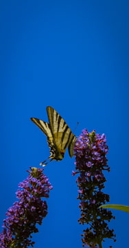 Motýľ na motýľom kríku