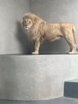 Kráľ zoo
