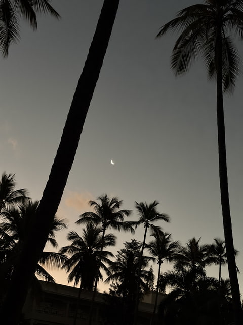 Palmy