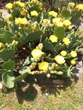 Kvitnúci kaktus