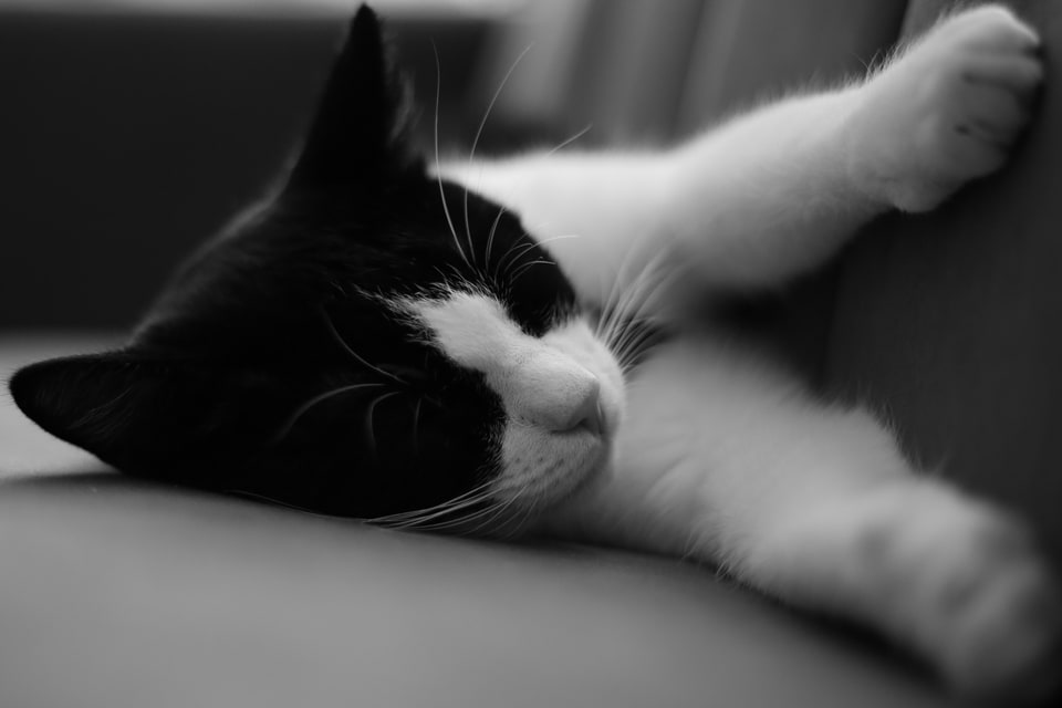 MaxCat - black and white elegances 