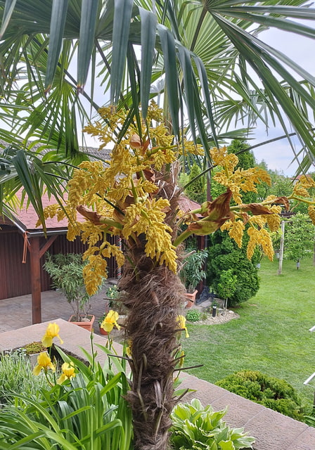 zakvitnutá palma na Slovensku