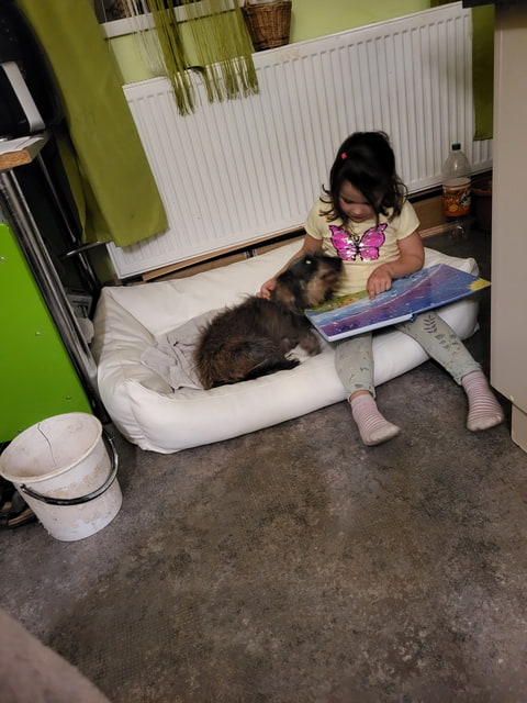 Rozprávka pre chorého psíka