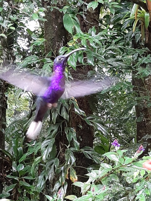 Prehliadka krásy medti kolibríkmi